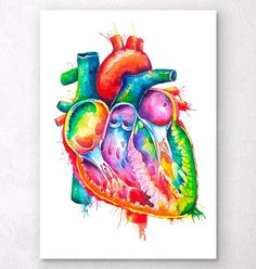 a watercolor painting of a human heart