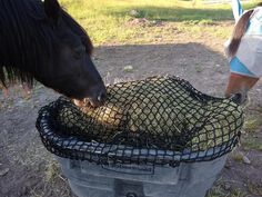 a horse is eating hay out of a trash can