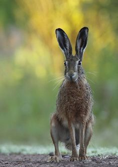 a brown rabbit sitting on top of a dirt road next to green grass and trees