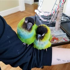 two green and yellow birds sitting on someone's arm