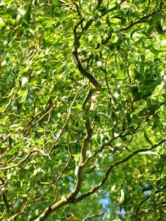 the branches of a tree with green leaves