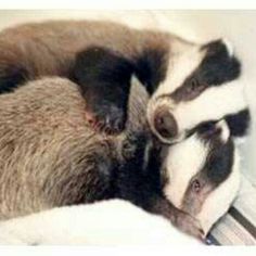 two badgers cuddle together on top of each other