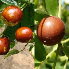 the fruit is growing on the tree and ready to be picked from it's branches