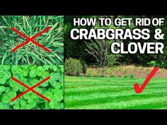 how to get rid of crabgrass and clovers in your yard or garden?