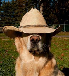 a dog wearing a cowboy hat with the words, howdy yal from the fans of bike shelton and all things country