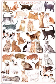 a poster with many different cats on it