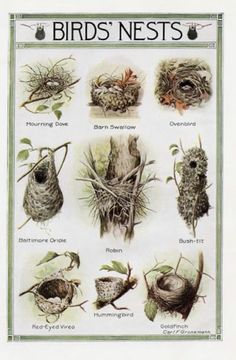 birds nests are shown in this poster