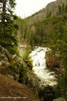 a river running through a forest filled with lots of trees