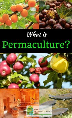 what is permaculture and how does it work?