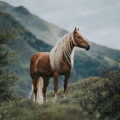 a brown and white horse standing on top of a grass covered hill next to trees