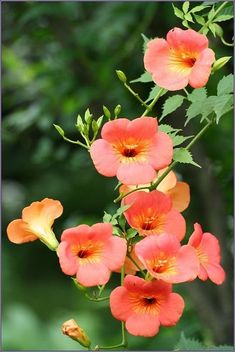 an orange flower with green leaves in the background