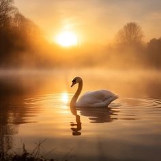 a swan is swimming in the water at sunrise or dawn with mist on it's surface