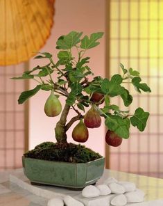 a fig tree in a green pot on a table