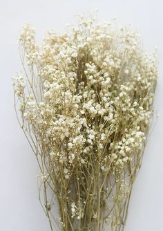 Flowers For Spring, Baby Breath, Flowers Shop, Preserved Flowers, Wedding Flower Decorations, Dried Flower Bouquet, Baby's Breath