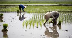 two women are working in the rice field