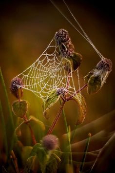 dew covered spider web sitting on top of green grass next to leaves and flowers in front of a dark background