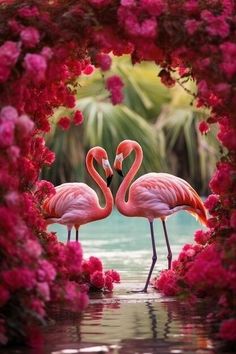 Please Follow for more beautiful flamingo content..🦩




fashion #recipe #flamingounivers #flamingolover #flamingocrazylovers #love #flamingosflamingo #flamingoedit #flamingoisland #flamingopink #flamingovideo #flamingobird#flamingoköy #flamingopicture Rainbow Eucalyptus Tree, Rainbow Eucalyptus, Fancy Flamingo, Flower Pattern Drawing, Oil Painting Pictures, Kitten Wallpaper