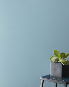 a small potted plant sitting on top of a wooden stool in front of a blue wall