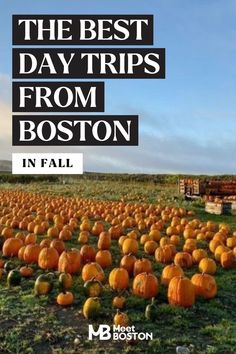 a field full of pumpkins with the words, the best day trips from boston in fall