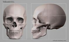 three different views of the same human skull