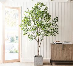 a potted tree in a living room next to an open door and sideboard