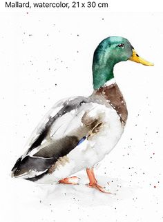 a watercolor painting of a mallard duck