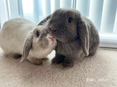 Bunny Stuff, Happy Bunny, Kawaii Bunny, Treat Gift, Monthly Subscription, How To Be Likeable, Small Animals, Cute Animal Pictures