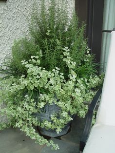 a potted plant sitting on top of a window sill next to a wall