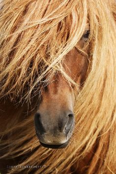 a brown horse with long blonde hair on it's face