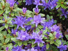 purple flowers with green leaves in the background