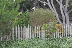 a white picket fence surrounded by trees and bushes