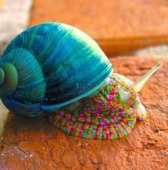 a close up of a snail on top of a rock with sprinkles