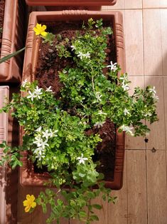 a potted plant with white and yellow flowers in it sitting on a tile floor