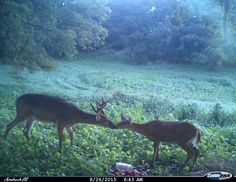 two deer standing next to each other on a lush green field