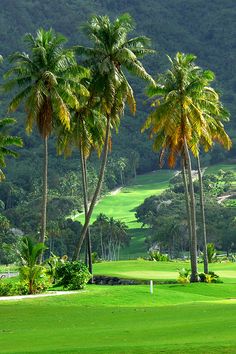 palm trees line the green golf course