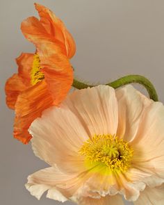 two orange and white flowers are in a vase on a gray background with green stems