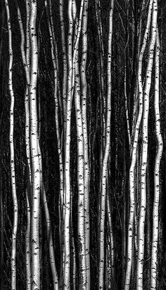 black and white photograph of trees with no leaves