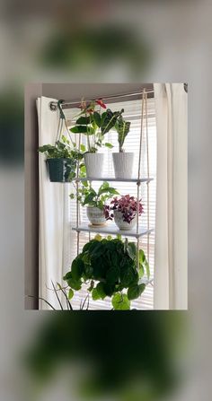 several potted plants are hanging on a window sill