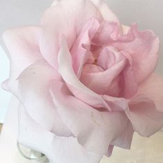 a pink rose in a glass vase on a table