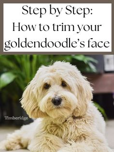 a white dog laying on the ground with text overlay that reads, step by step how to trim your goldendoodle's face