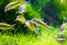 Discover how to address the common issue of cloudy eyes in Bronze Corydoras fish with our comprehensive guide. This condition, which can dull the sparkle in their eyes, is puzzling but manageable with proper aquarium care. We're eager to share our insights to help you restore clarity to your Corydoras' vision effortlessly. Learn effective strategies and tips to maintain your aquarium's health and keep your fish lively and bright-eyed. Betta Fish Tank Mates, Betta Tank Mates, Amano Shrimp, Cherry Shrimp, Shrimp Tank, Betta Tank