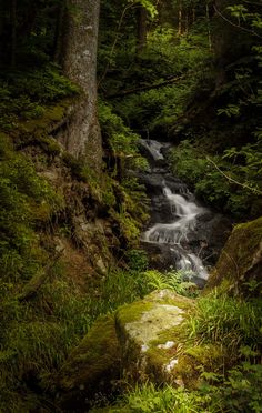 a small waterfall running through a lush green forest