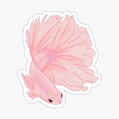 a pink siamese fish sticker on a white backgrounnd background with space for text