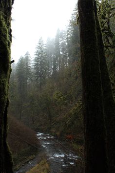 a river running through a forest filled with lots of trees and moss growing on the side of it