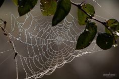 a spider web covered in water droplets on a tree branch with green leaves around it