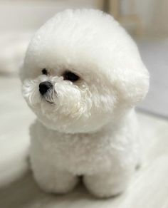 a small white dog sitting on top of a bed