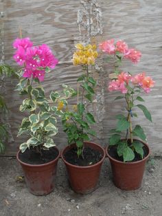 three potted plants with pink, yellow and purple flowers in them next to a wall