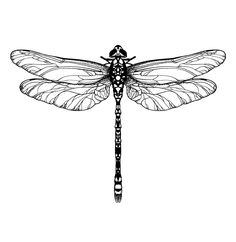 a black and white drawing of a dragonfly