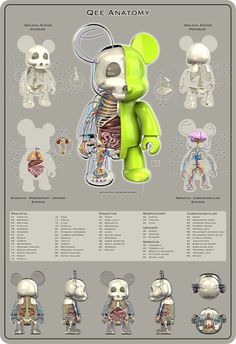 an info sheet with many different types of human body parts and their functions in it