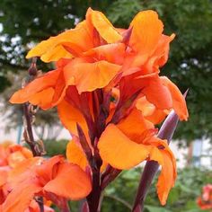 an orange flower with purple stems in the foreground and green trees in the background